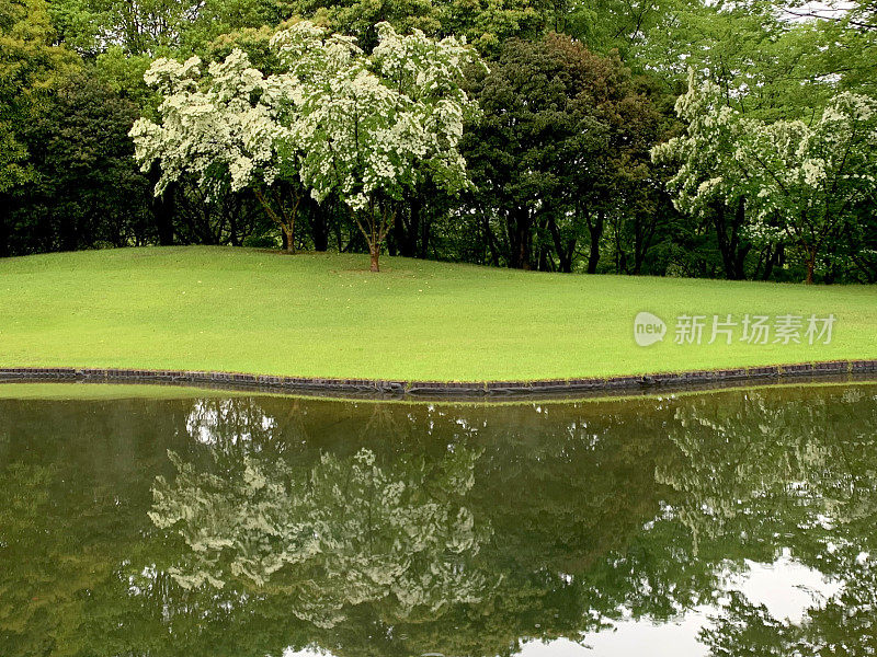 山茱萸/日本山茱萸:美丽的开花植物